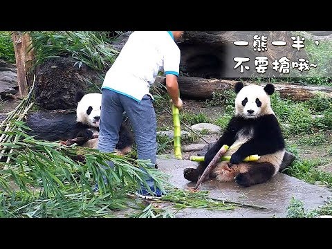《熊貓早晚安》一熊一半，不要搶哦~ | iPanda熊貓頻道