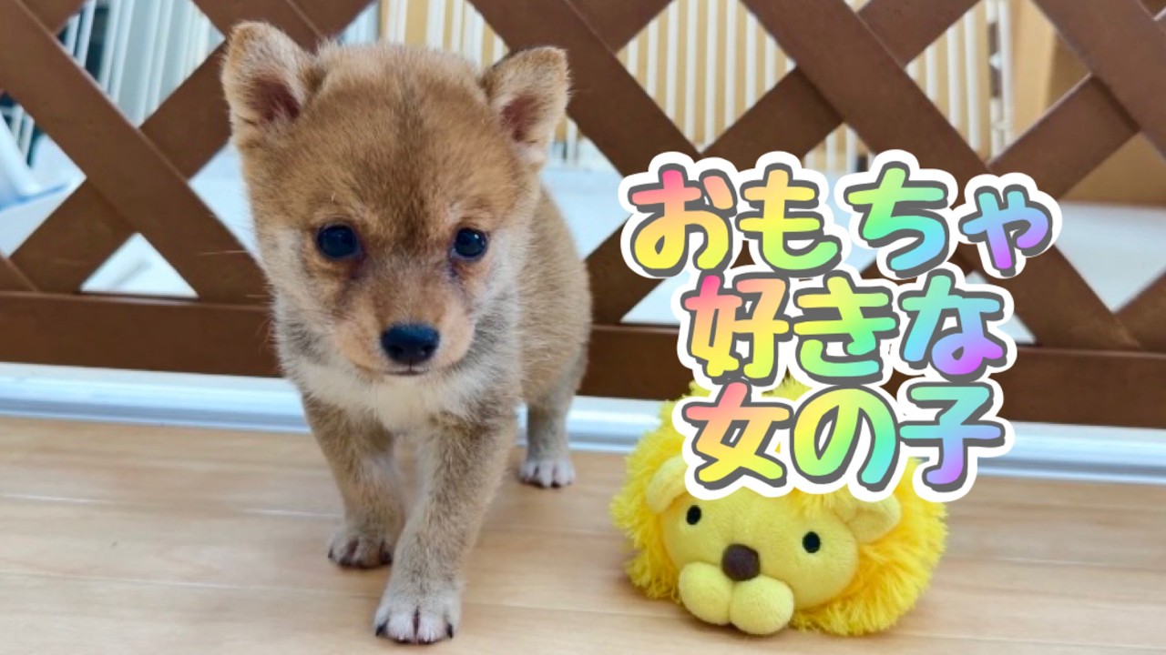 豆柴】子犬 6/11 女の子♀2 摂州宝山荘 mameshiba dog Puppy （mame