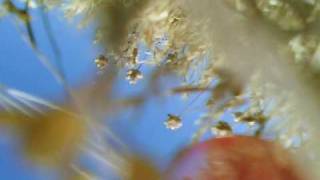 SUNP0005.AVI