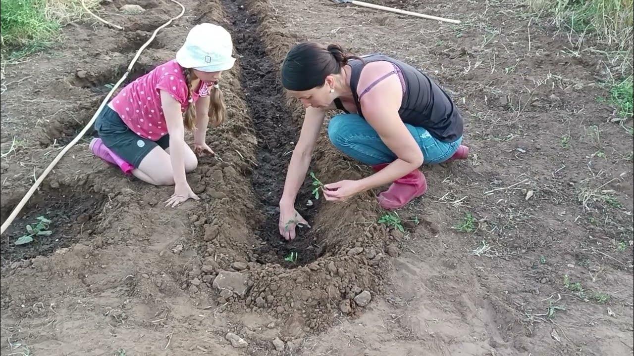 Сад у тетки славился своей запущенностью