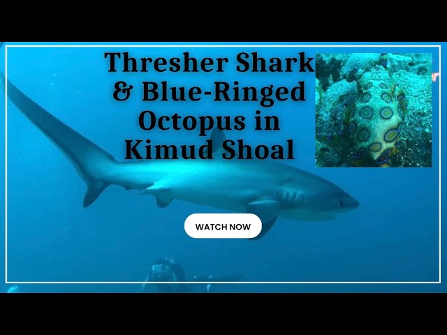 Close Encountered with Shark + Blue-Ringed Octopus in Kimud Shoal