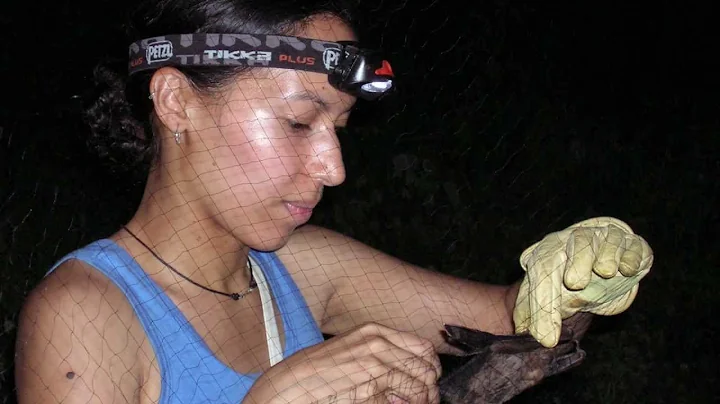 Studying tropical bats with Sharlene Santana