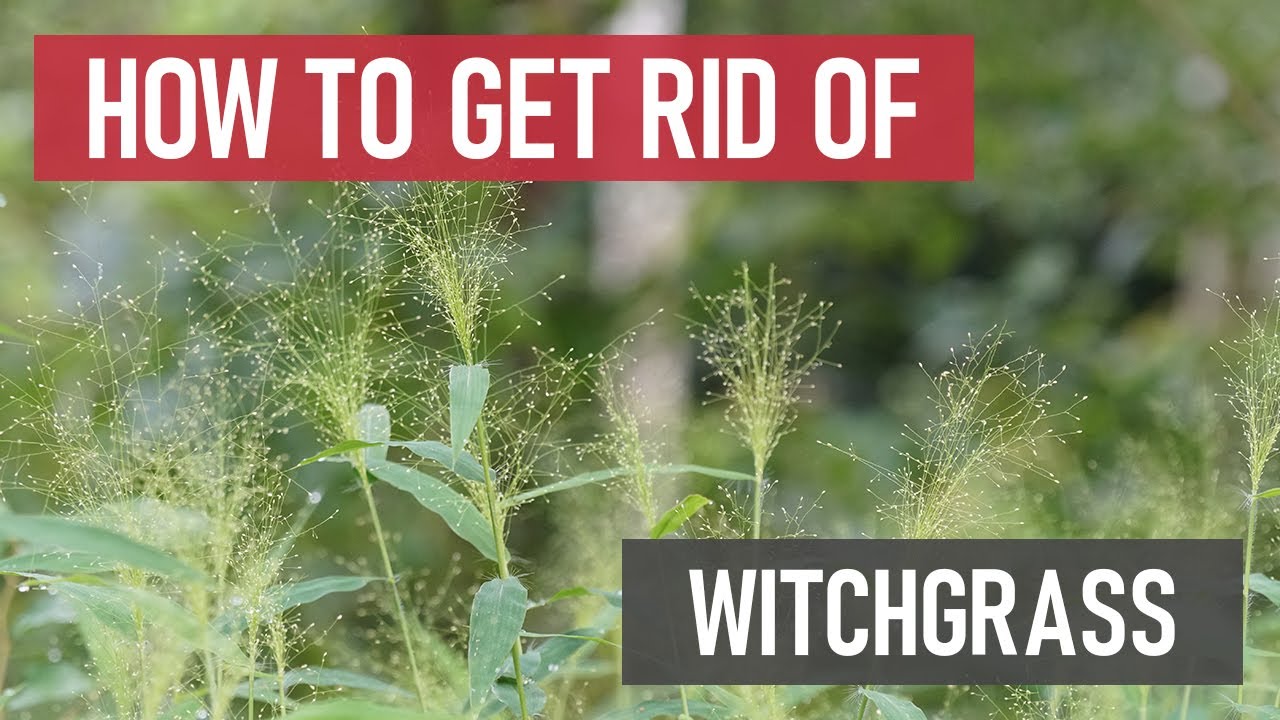 How to Get Rid of Witchgrass [Weed Management]