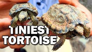 Padloper Facts: TINIEST Tortoise 🐢 Animal Fact Files