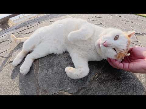 池のほとりでくつろいでいた茶シロ猫と一緒にベンチへお出掛けした