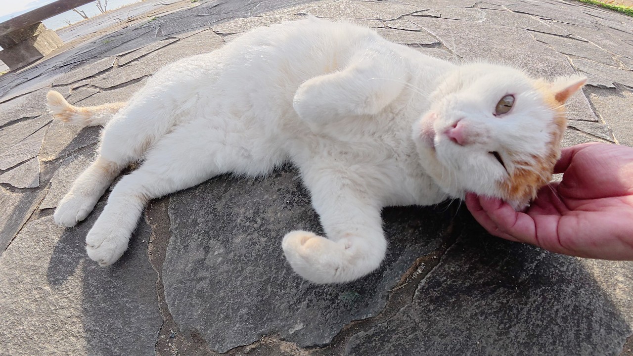 Кот отдыхающий у пруда выходит на скамейку к своему хозяину.