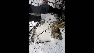 MSV. Deep flooding across Electro-swamp, breaking ice & hard talk in my Beretta ST-42 rubber boots.