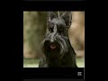 scottish terrier