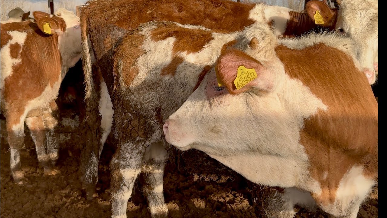 İTHAL SİMENTAL DAMIZLIK BESİLİK DÜVELER SATIŞTA 