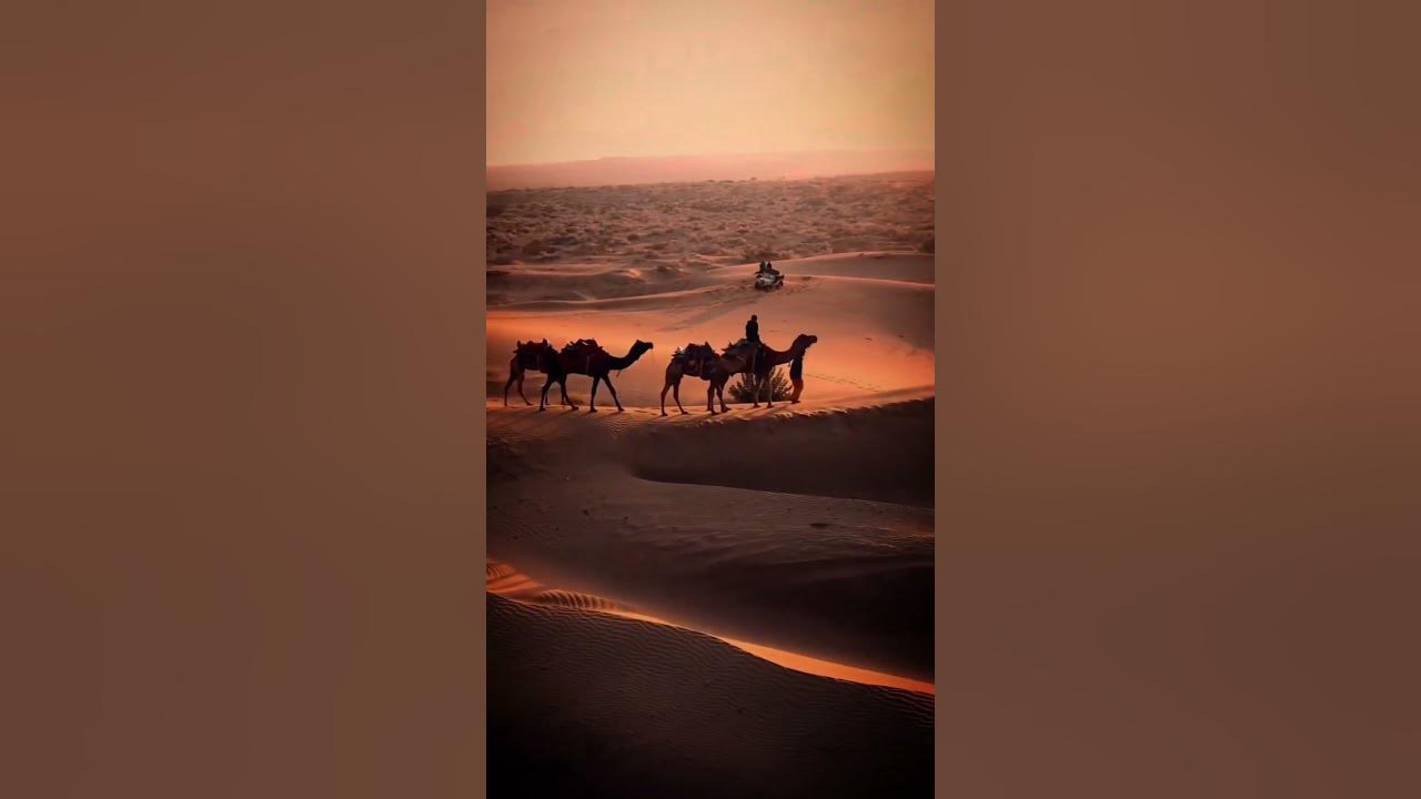 Desert caravan, Kamel caravan #shorts #short #youtubeshorts