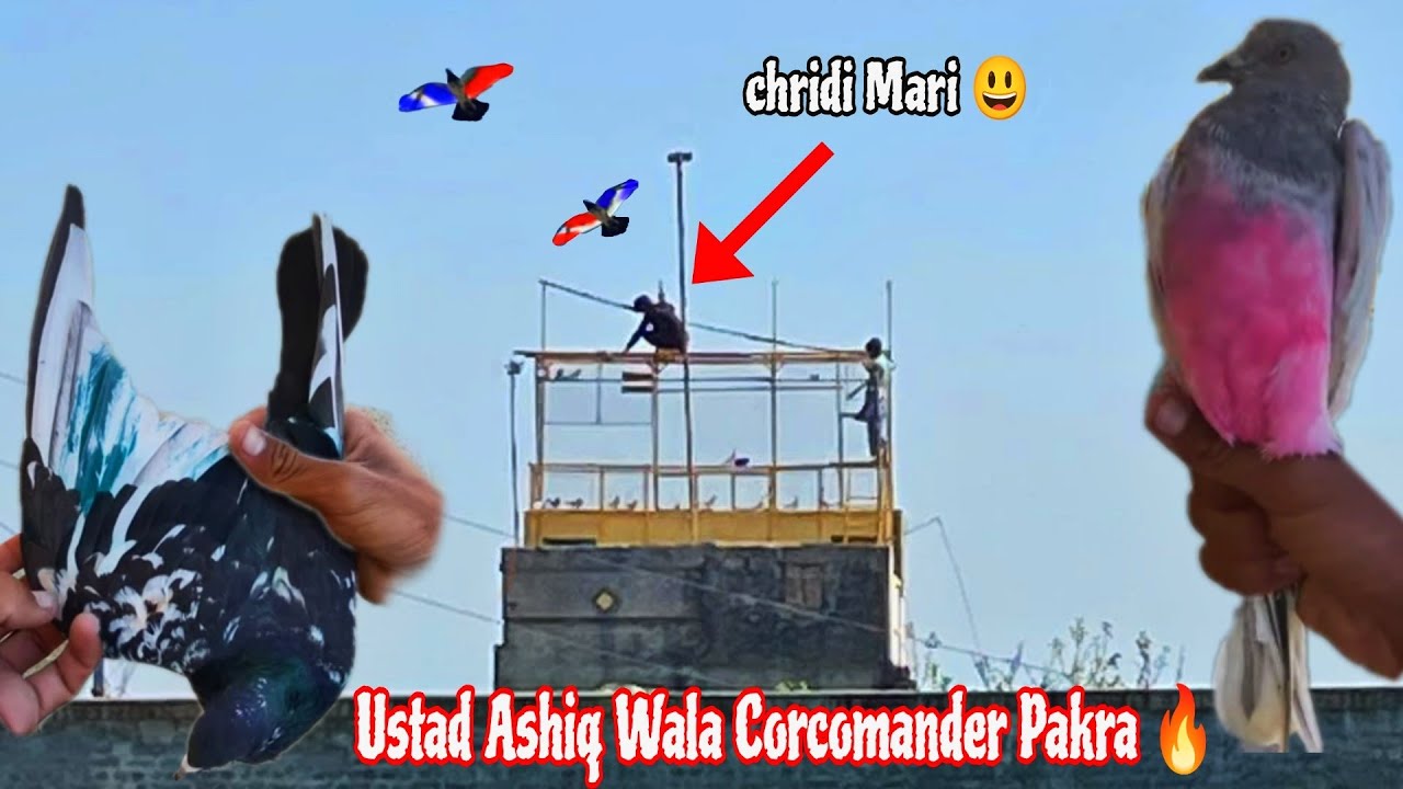 Ustad Ashiq Hussain Wale Corcomander 🕊️ Ki Trah Ka Zakh Kabootar Pakra 🔥