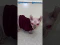 Fuji Kena Omel Ibunya Gegara Ciumi Kucing Sphynx