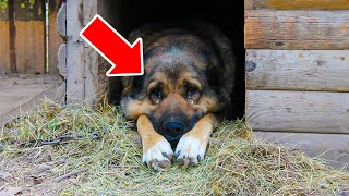 Dog Hid Something In Kennel For 3 Days - Owners Cry When They See IT!
