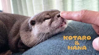 カワウソコタローとハナ　鼻クイで歯と匂いチェックをされるハナ　Otter Kotaro&Hana Teeth and Smell Check