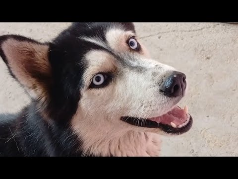 Xaski Husky It Dog Yeni video ( Mutleq__izleyin ) #xaski #animals - YouTube