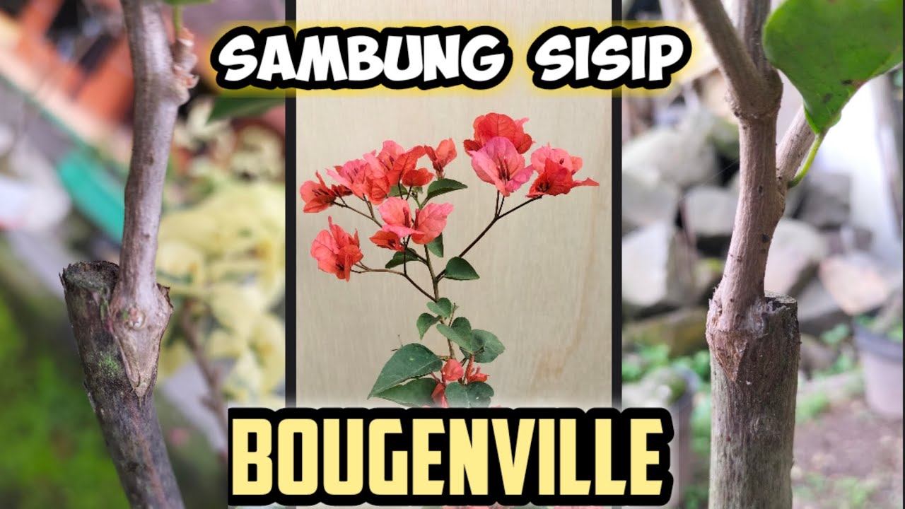 cara sambung sisip bougenville