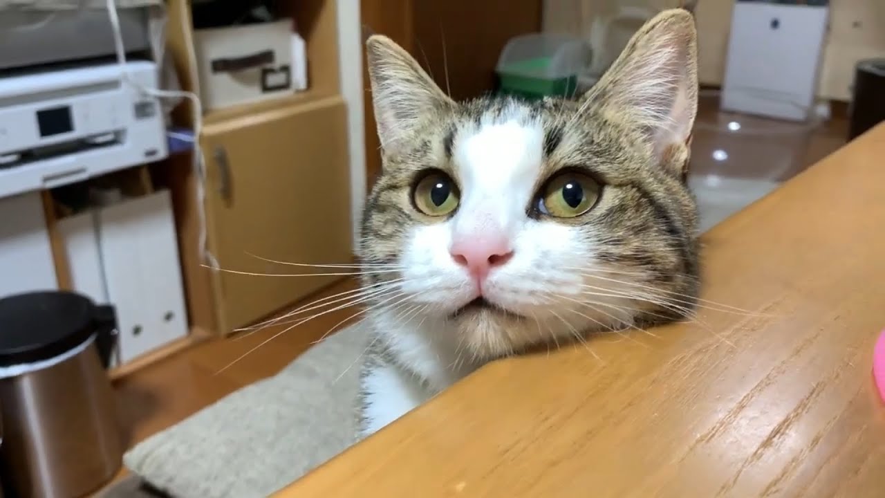 甘えた顔が超美人な猫 Youtube