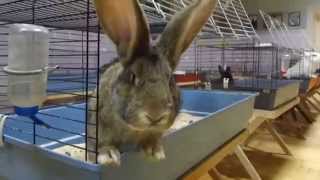 Кролики ласкучие и тискучие и любят когда их гладят | Funny Pet Rabbits(Организаторы мероприятий, берите в аренду оборудование в компании 