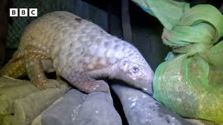 Face-To-Face With A Pangolin!!