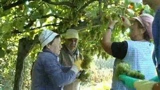 Os Trabalhadores Na Vinha