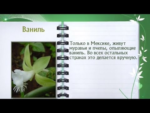 Ваниль