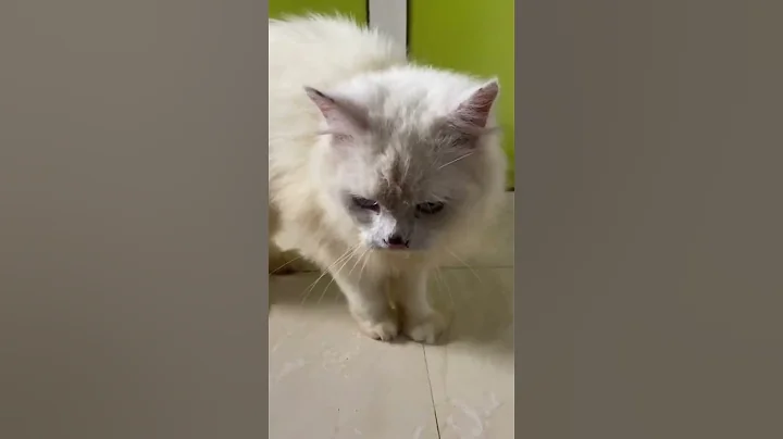 Video 552331: persian cat, cat pet animals beautiful, cat breeds white