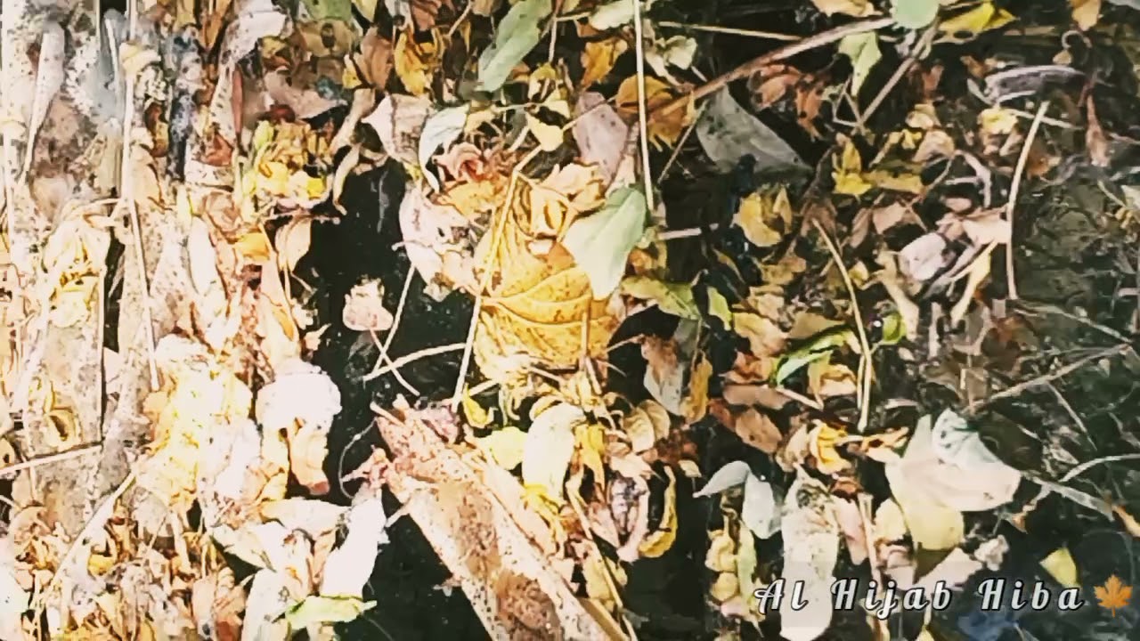 Allah ho Allah Naat status vedio|Beautiful naat natural sounds|Isalmic whatsapp status|Nature Lover🌿