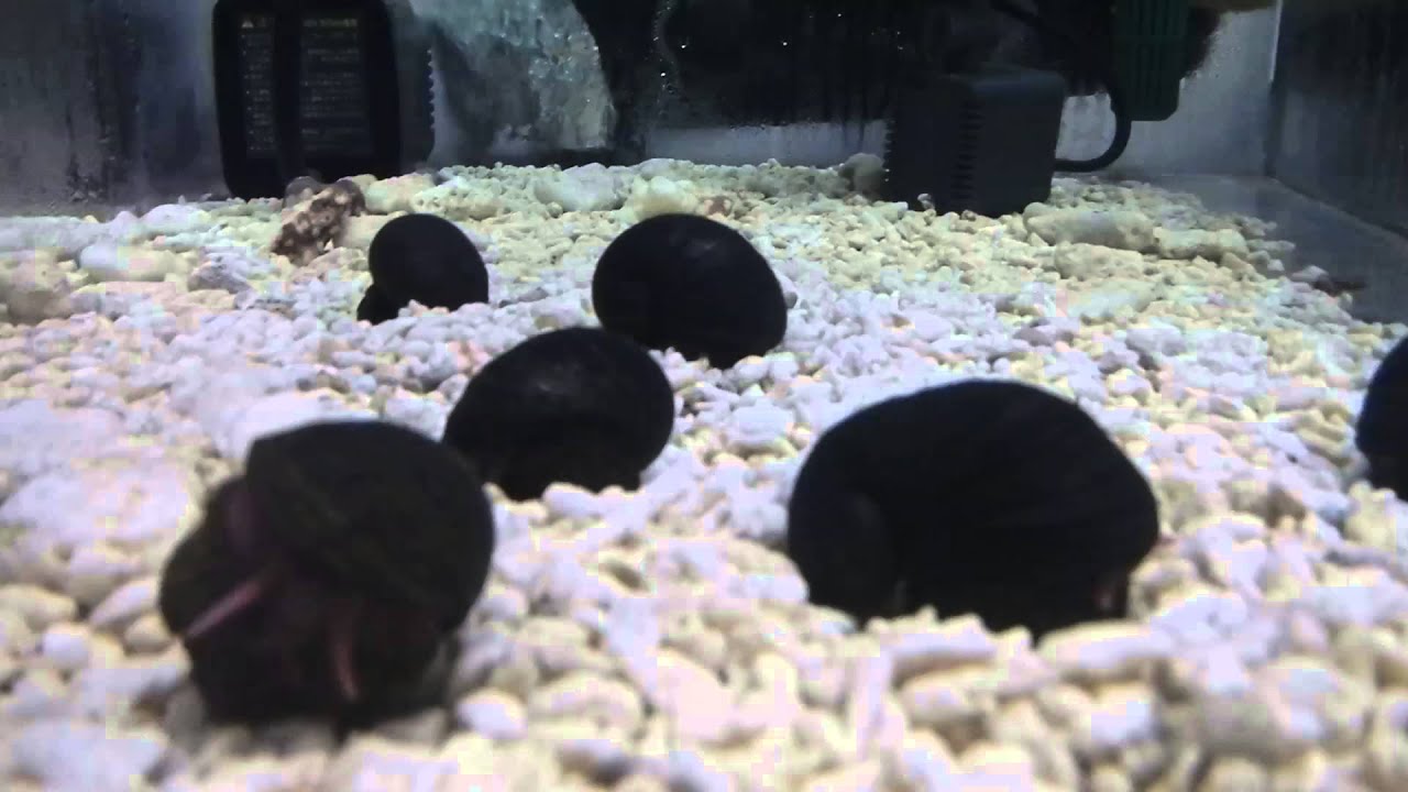 まーやん　貝殻　アミコケムシ ウロコフネタマガイ 貝殻 まーやん 貝殻 アミコケムシ ウロコフネ