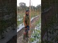 tanaman 🍅 #paksri