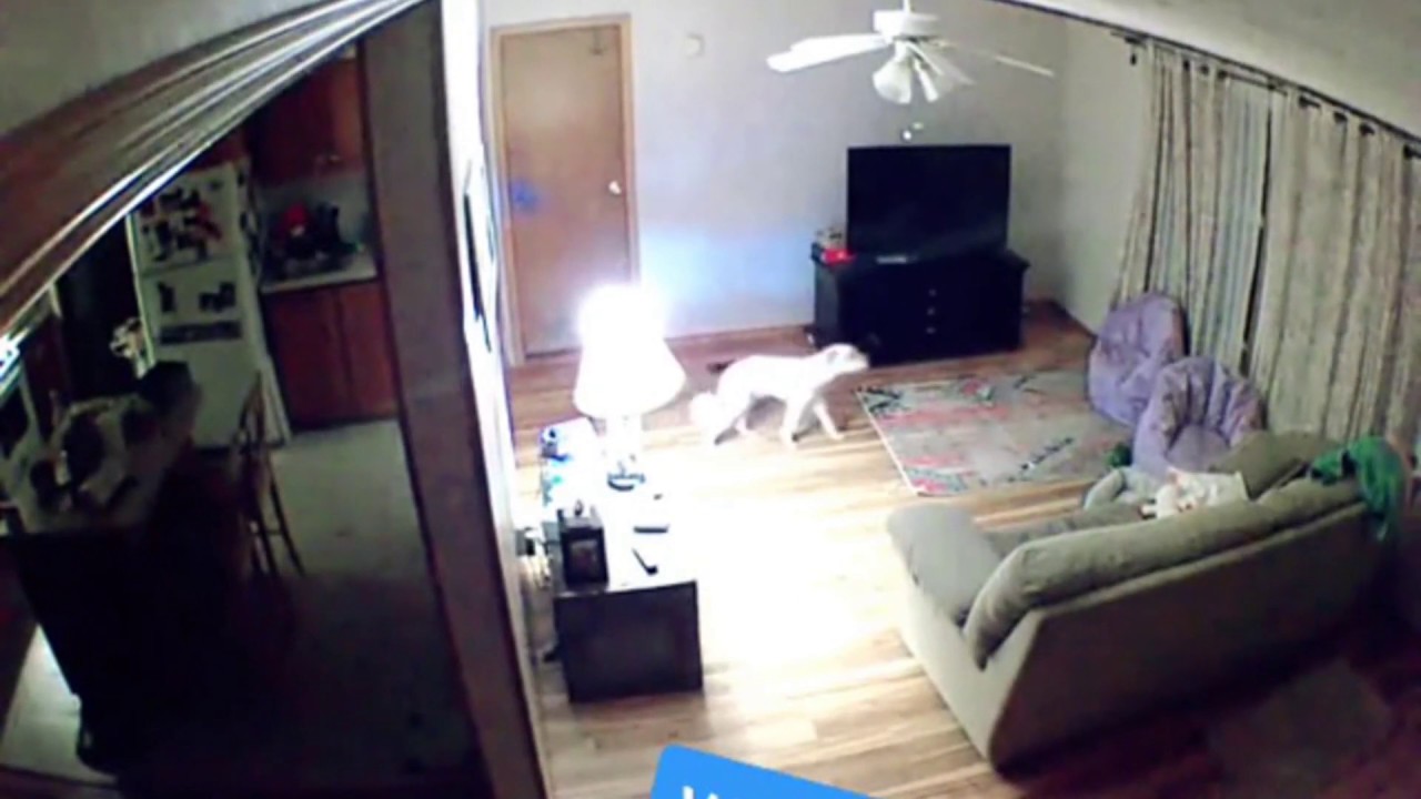 Dog Staying Home Alone For The First Time, Caught On Security Camera ...