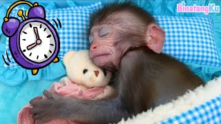 Luby Monyet Lucu Baru Bangun Tidur Kemudian Bersantai Sambil Nonton TV