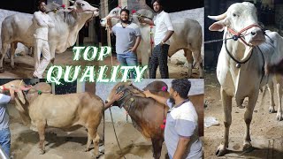 khubsurat bade janwar in Shaheen nagar at INS cattle farm Hyderabad | Ongole lalkhandari & gir bulls