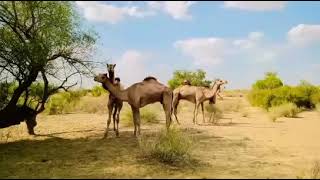 camel fighting #viral #viralvideo #camel #camelculture #camel_racing