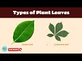 Leaf Classification Quiz