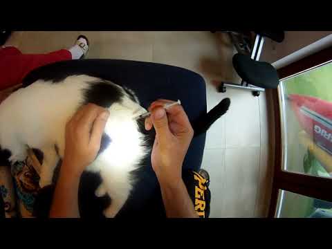 Video: Wie Man Katzen Injektionen Gibt