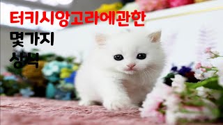 터키시앙고라에관한몇가지상식