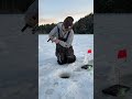 #walleye #walleyefishing #tipup #dcbronzies #icefishing