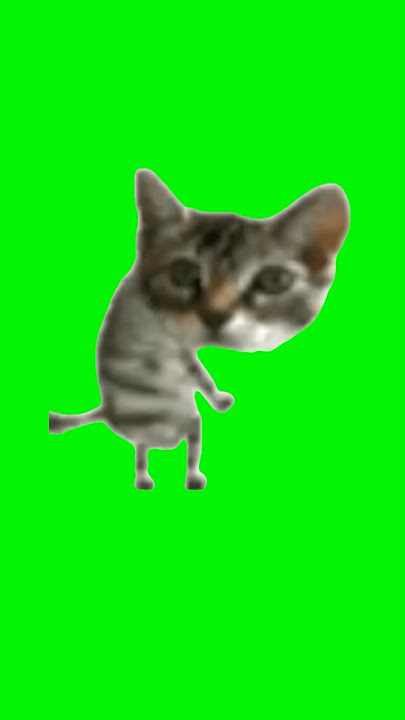 Silly Cat Dance | Green Screen #catmeme #cats #kitty #kitten #meme #dancing #silly #fyp