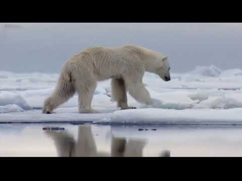 الدب القابل للتكيف عالم الحيوان