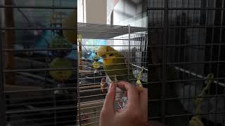 My Baby Budgie Georgie letting me tickle his feet he&#39;s so Cute