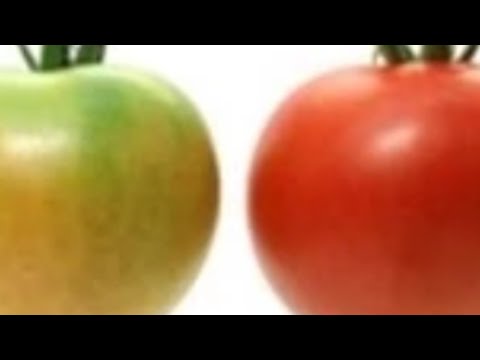 فيديو: الطماطم غير ناضجة من الداخل - لماذا تكون بعض الطماطم خضراء بالداخل