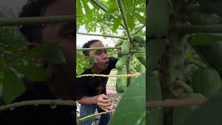 Langsung Di Pohon Makan Pepaya Muda mukbang makanbuah