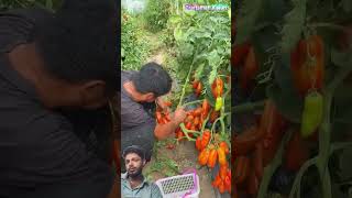Special Rare Tomato | Picking High-Yield Orange Radiance Tomatoes Special Rare Tomato | Picking High-Yield Orange Radiance Tomatoes