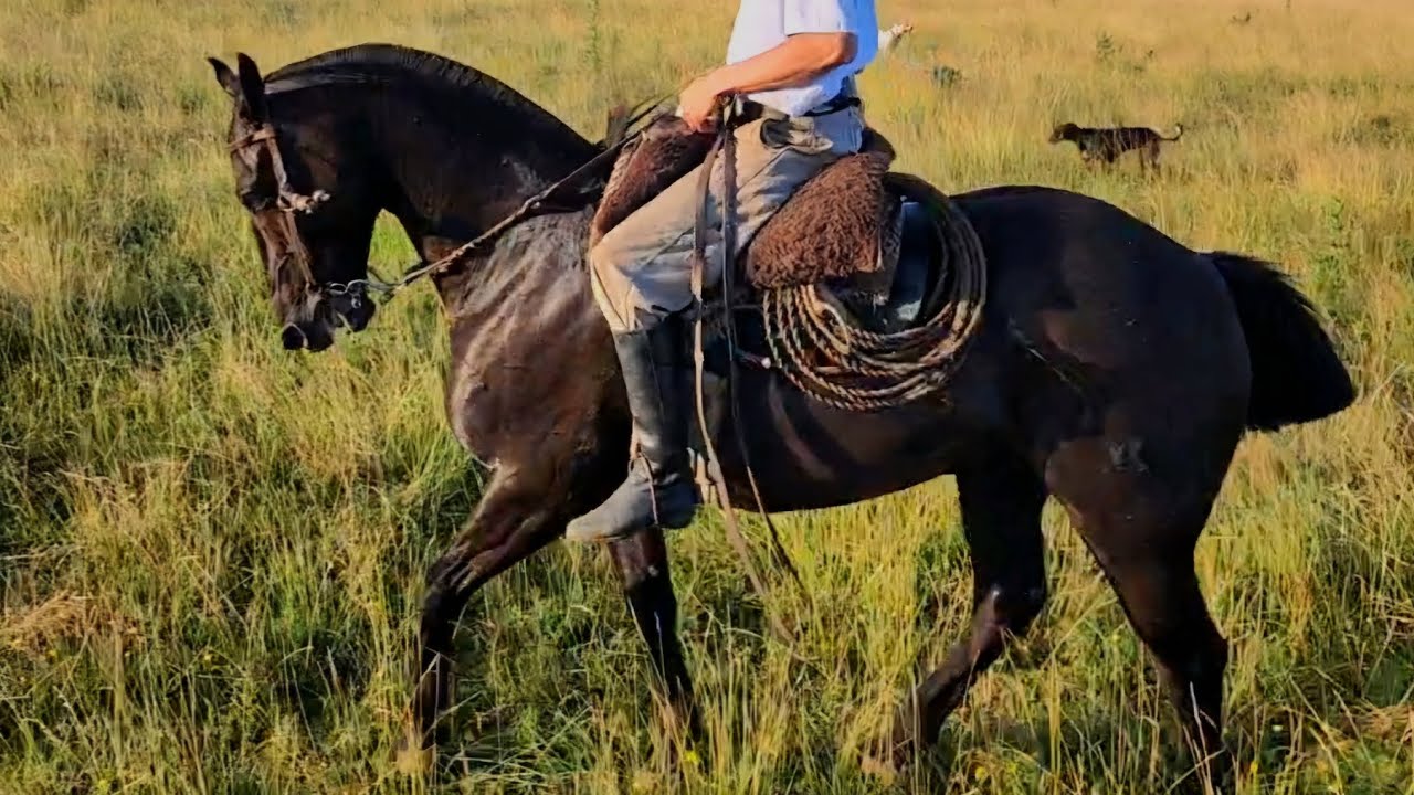 VENDIDO__oscuro lucero, nuevo, manso, un pingo pa donde lo pongan $4.800.000