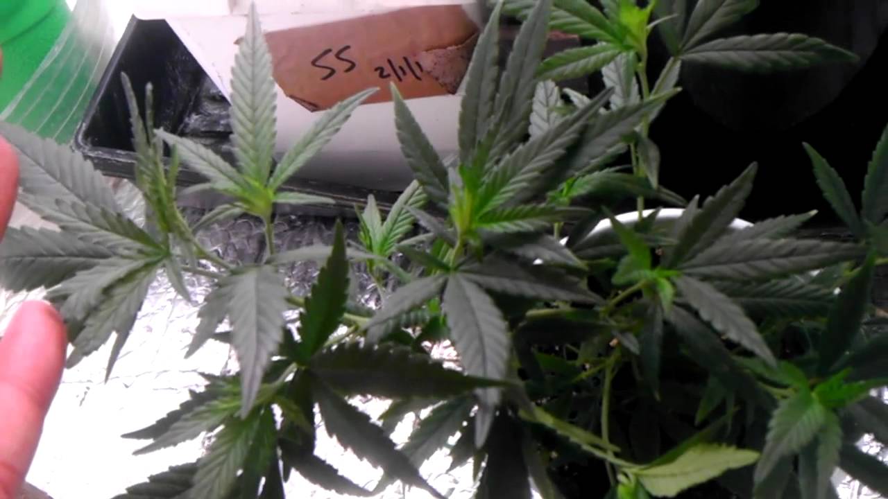 Blueberrypurp day 62 hps 400w