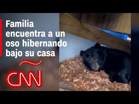 Video: ¿Por qué el oso no es un verdadero hibernador?