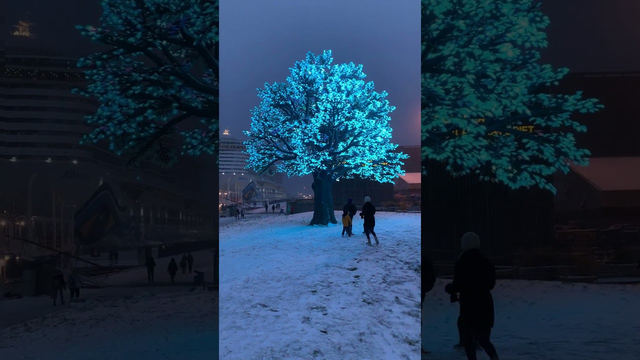 First Snow at Oslo tree