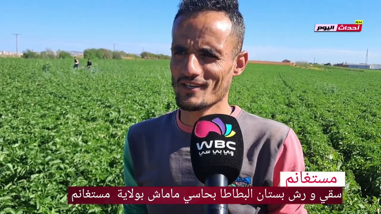 شباب حاسي ماماش يعكفون على زراعة البطاطا ولاية مستغانم