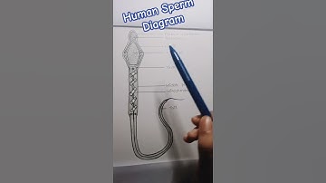 Human Sperm Drawing| sperm structure with labelled parts | @CJRaoKnowledgeTheatre
