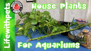 How to use  House Plants in  Your Aquarium (In Depth)